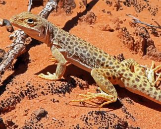 Desert Gecko Reptile Diamond Paintings