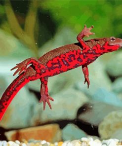 Fire Belly Newt Diamond Paintings