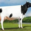 Holstein Cow Animal Diamond Paintings