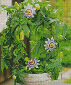 Passionflower Plant Pot Diamond Paintings