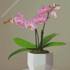 Pink Orchid Diamond Paintings