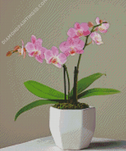 Pink Orchid Diamond Paintings