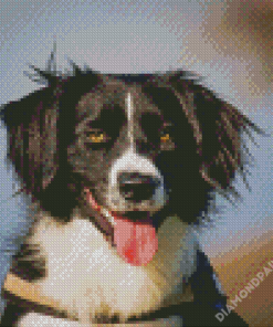 Sprollie Dog Animal Diamond Paintings