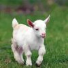 Cute White Goat Animal Diamond Paintings