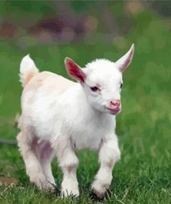 Cute White Goat Animal Diamond Paintings