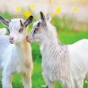 White Baby Goats Diamond Paintings