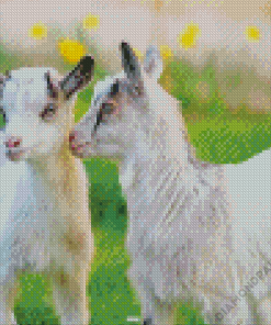 White Baby Goats Diamond Paintings