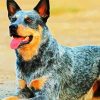 Aesthetic Blue Heeler Dog Diamond Paintings