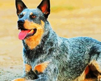 Aesthetic Blue Heeler Dog Diamond Paintings