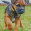 Border Terrier Puppy Dog Diamond Paintings