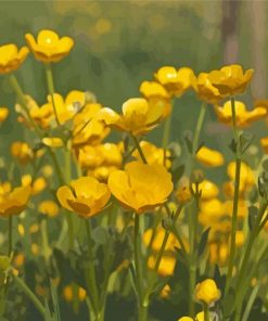 Buttercup Field Diamond Paintings