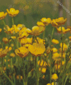 Buttercup Field Diamond Paintings