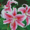 Stargazer Lily Flowers Diamond Paintings