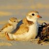 White And Beige Piping Plover Bird Diamond Paintings