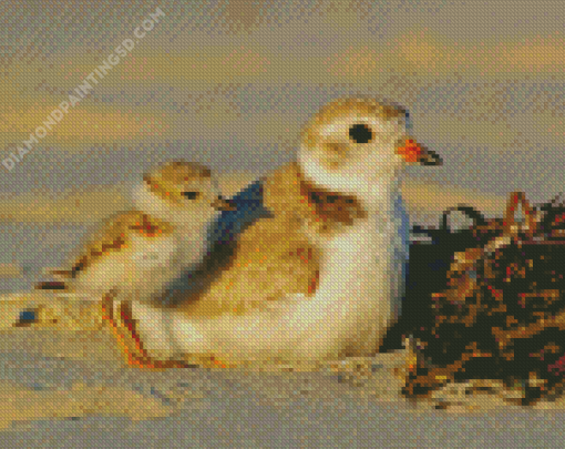 White And Beige Piping Plover Bird Diamond Paintings