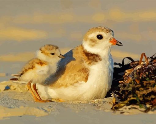 White And Beige Piping Plover Bird Diamond Paintings