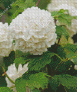White Hydrangeas Flowers Diamond Paintings