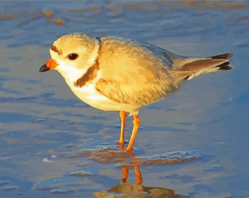 Piping Plover At The Beach Diamond Paintings