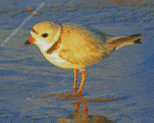 Piping Plover At The Beach Diamond Paintings