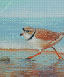Piping Plover Bird Art Diamond Paintings