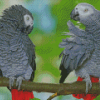 African Parrot Birds Diamond Paintings
