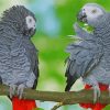 African Parrot Birds Diamond Paintings