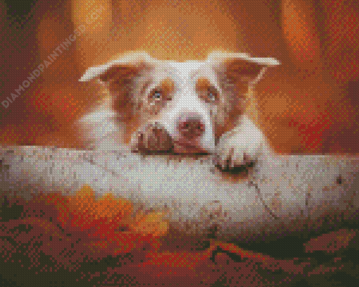 Cute Blonde Border Collie Diamond Paintings