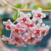 Pink Hoya Plant Diamond Paintings
