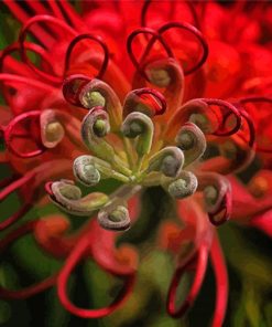 Red Grevillea Flower Diamond Paintings