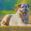 Aesthetic Anatolian Shepherd Dog Diamond Paintings