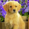 Aesthetic Golden Puppy Dog Diamond Paintings