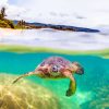 Aesthetic Hawaii Turtle Diamond Paintings