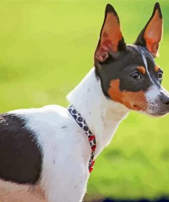 Aesthetic Rat Terriers Diamond Paintings