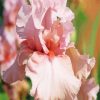 Close Up Pink Iris Flower Diamond Paintings