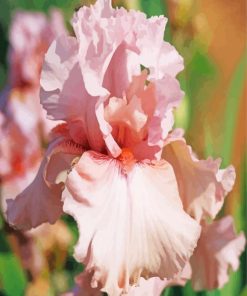 Close Up Pink Iris Flower Diamond Paintings