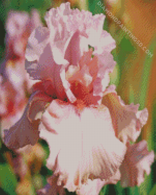 Close Up Pink Iris Flower Diamond Paintings