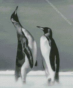 Cool Black And White Penguins Diamond Paintings