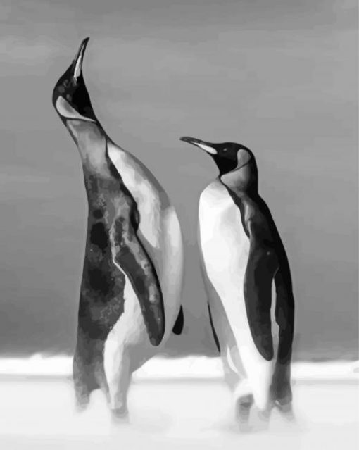 Cool Black And White Penguins Diamond Paintings