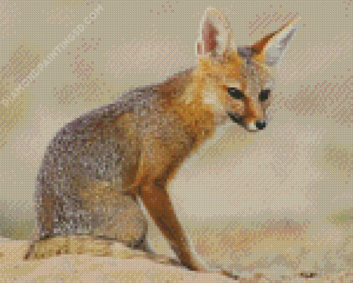 Cute Cape Fox Diamond Paintings