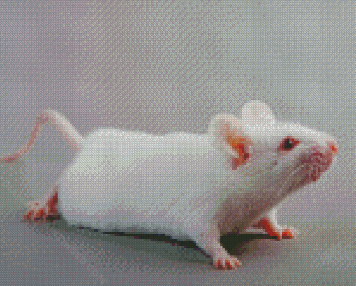 Little Albino Mice Diamond Paintings