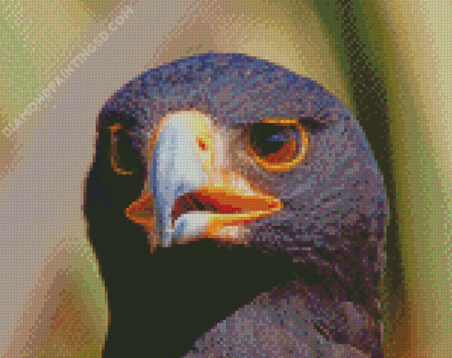 African Black Eagle Head Diamond Paintings