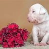 American Bulldog Puppy And Flowers Diamond Paintings