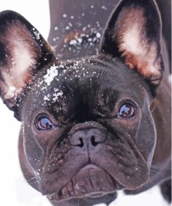 Black French Bulldog In Snow Diamond Paintings