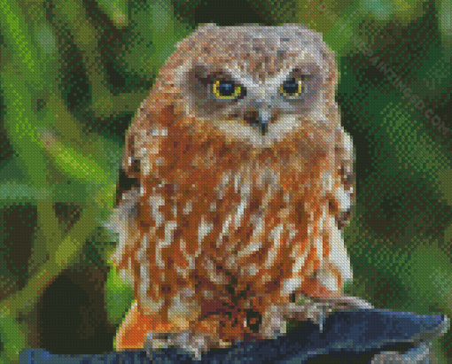 Australian Boobook Owl Diamond Paintings