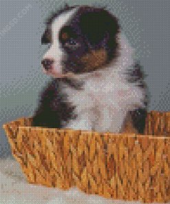 Black Tri Australian Shepherd Puppy In Basket Diamond Paintings