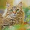 Tabby Persian Cat Diamond Paintings