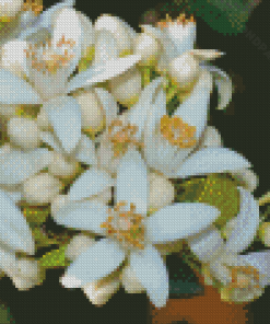 White Orange Blossom Flower Diamond Paintings