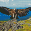 Andean Condor Bird Wings Diamond Paintings