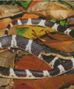 Black And White Krait Snake 5D Diamond Paintings