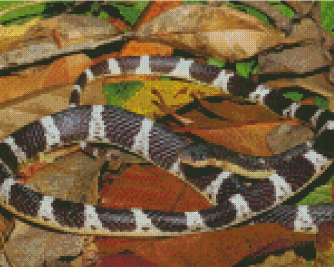 Black And White Krait Snake 5D Diamond Paintings